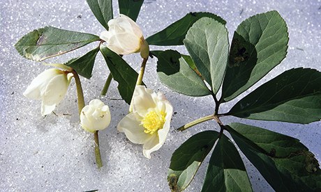 رز نوئل - خریق سیاه 